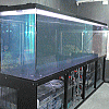大型淡水熱帯魚水槽